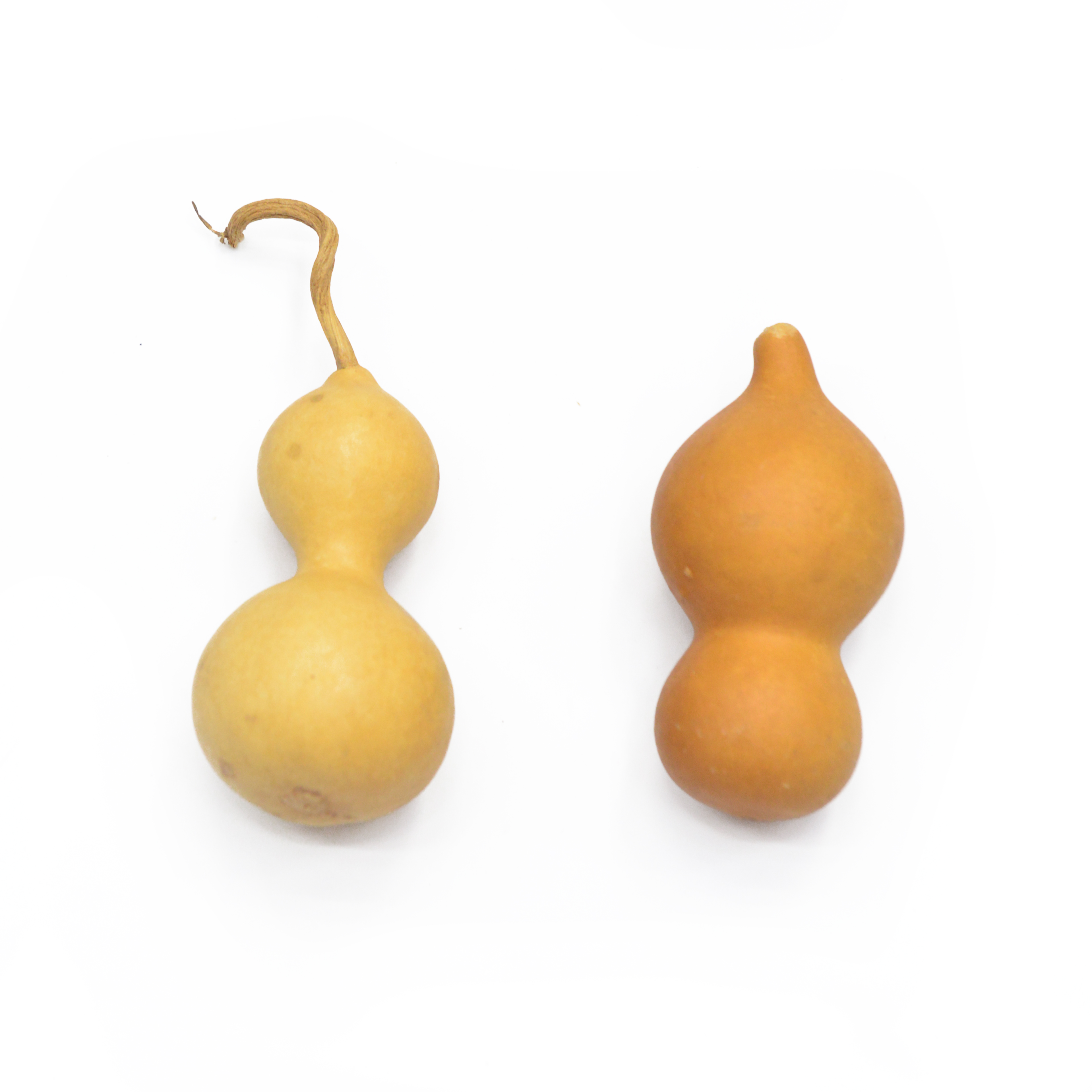 Calabaza natural flores y plantas secas bouquet combinaciones accesorios de fotografía decoración de sala de estar arreglos florales para el hogar diy material variedad de colores período de colocación largo en stock Specification image