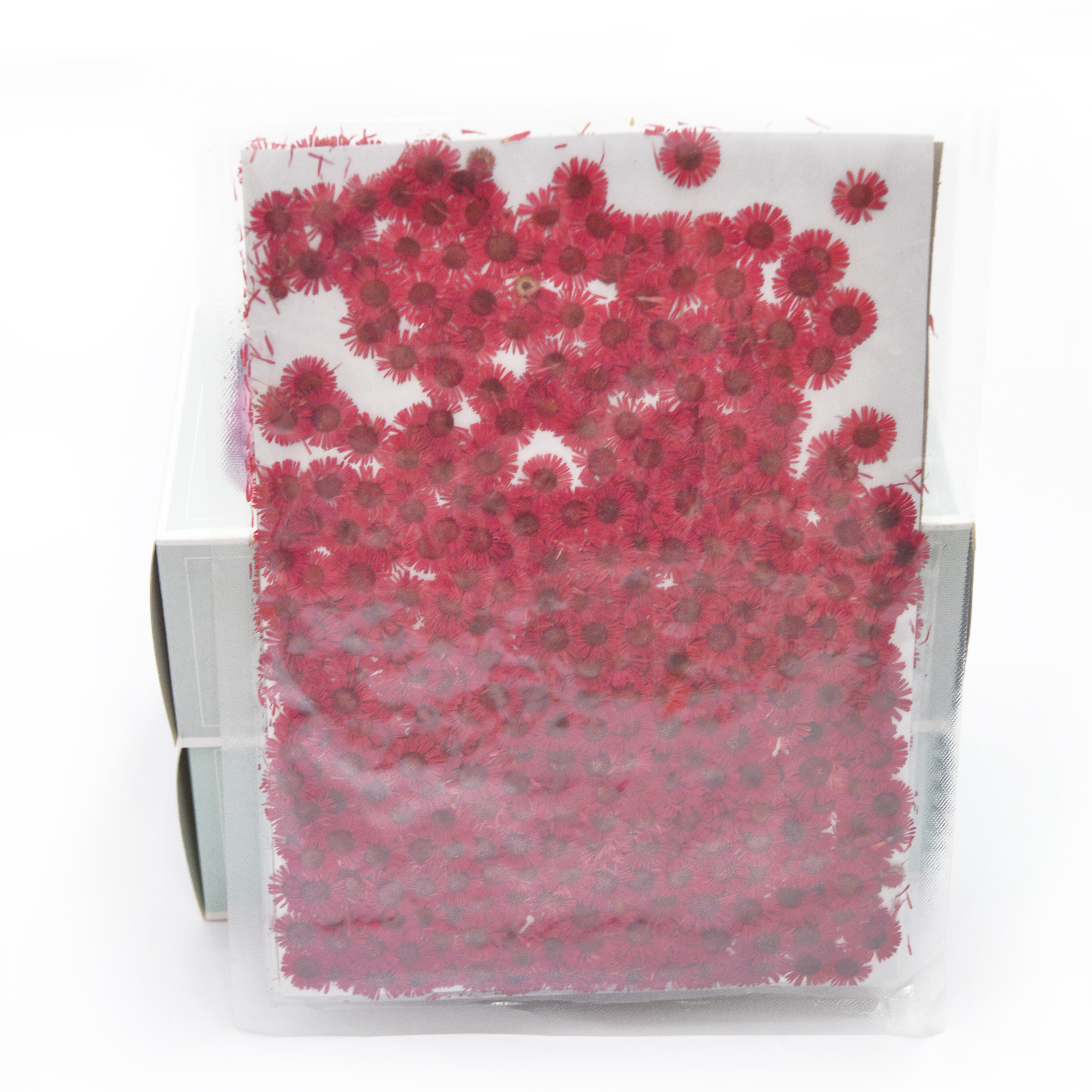 Flores en relieve camberra en relieve natural flores secas flores bouquet combinaciones accesorios de tiro decoración de sala de estar arreglos florales para el hogar período de tiempo largo en stock Specification image