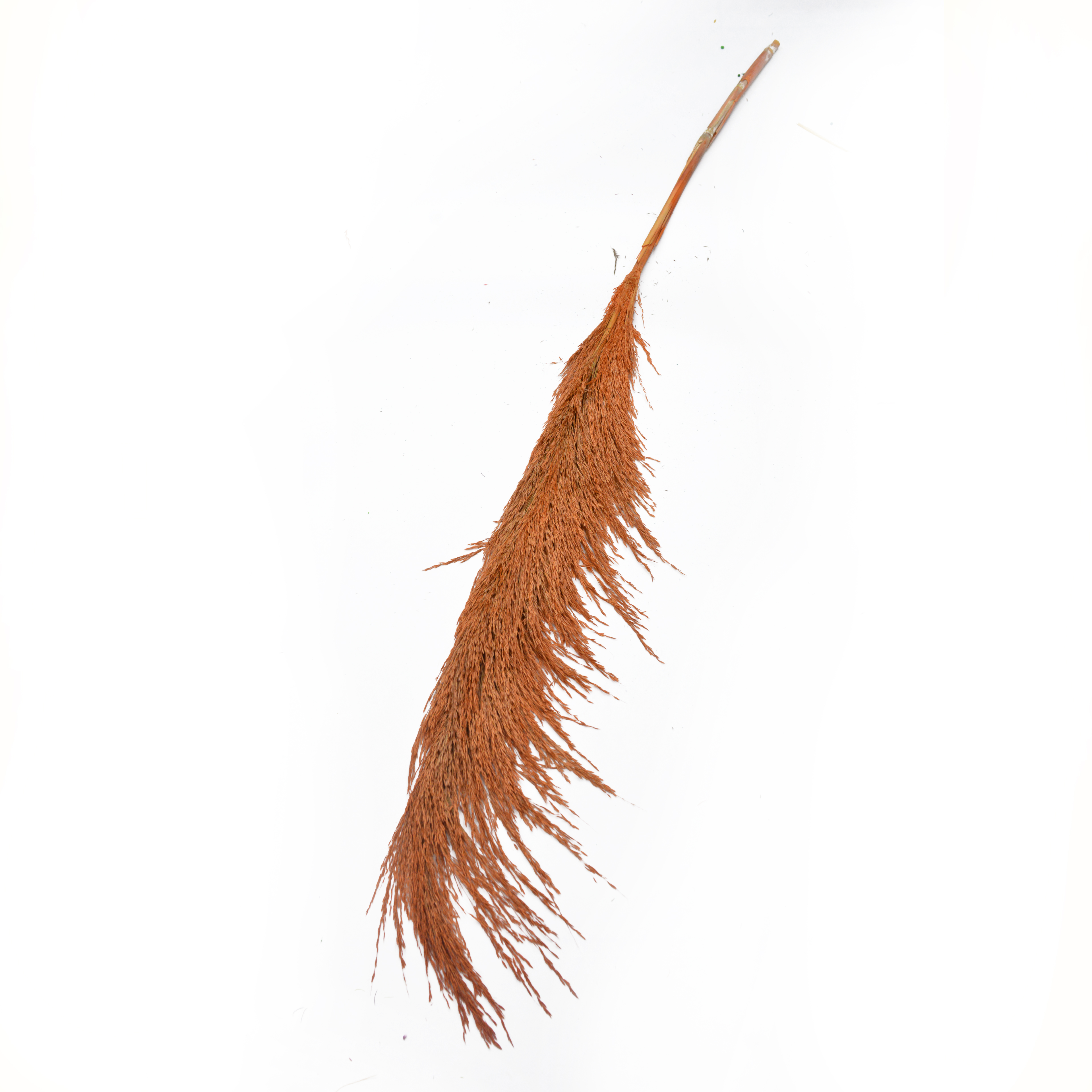 قصبة Specification image