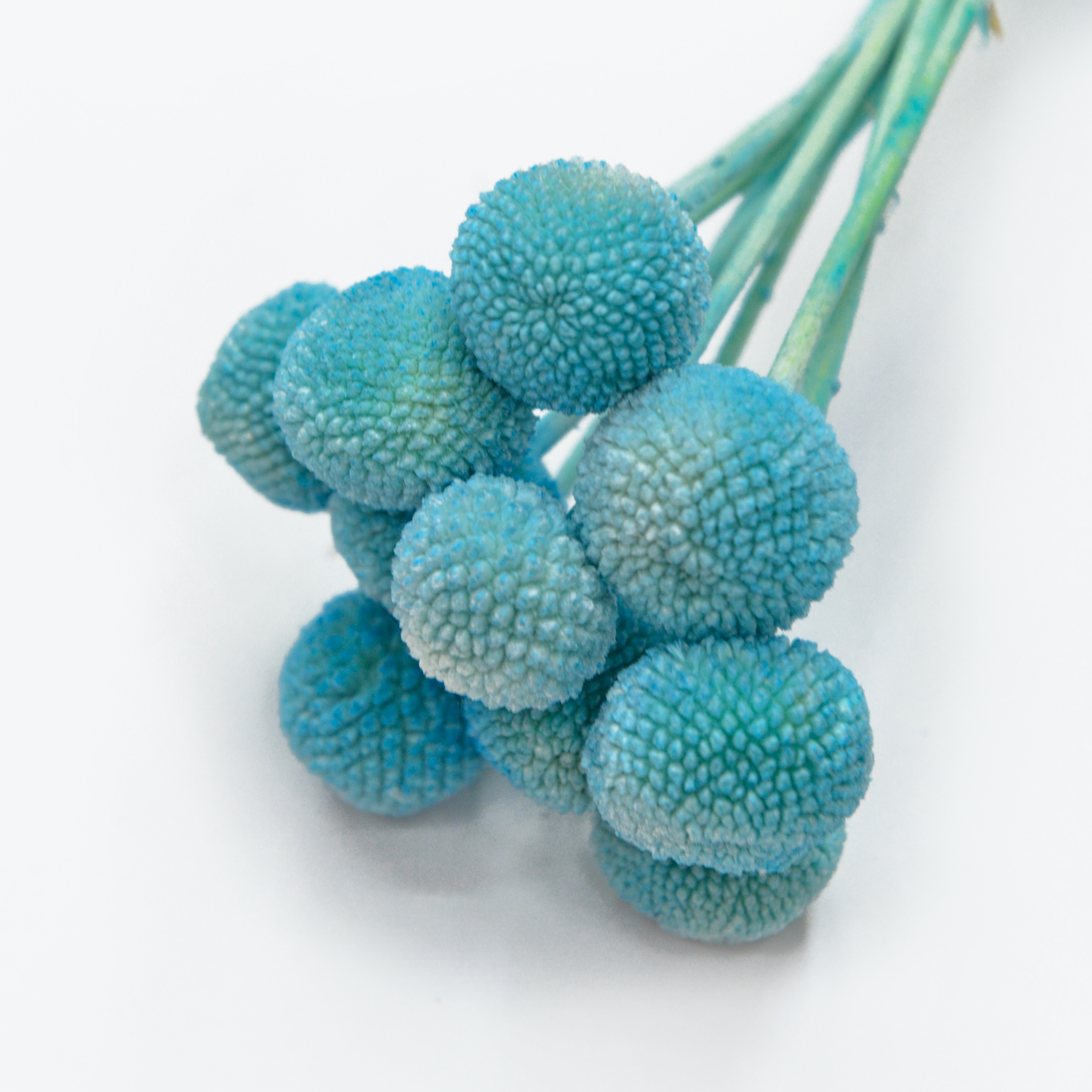 Bola de oro natural flores secas y plantas bouquet combinaciones accesorios de tiro decoración de sala de estar arreglos florales para el hogar material de bricolaje variedad de colores período de colocación largo en stock Item Picture