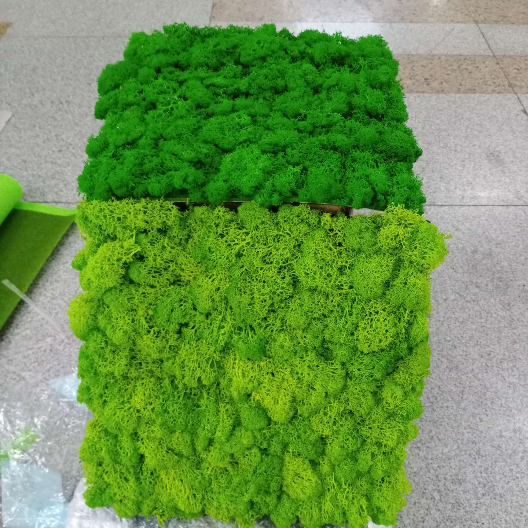 Moss details Picture