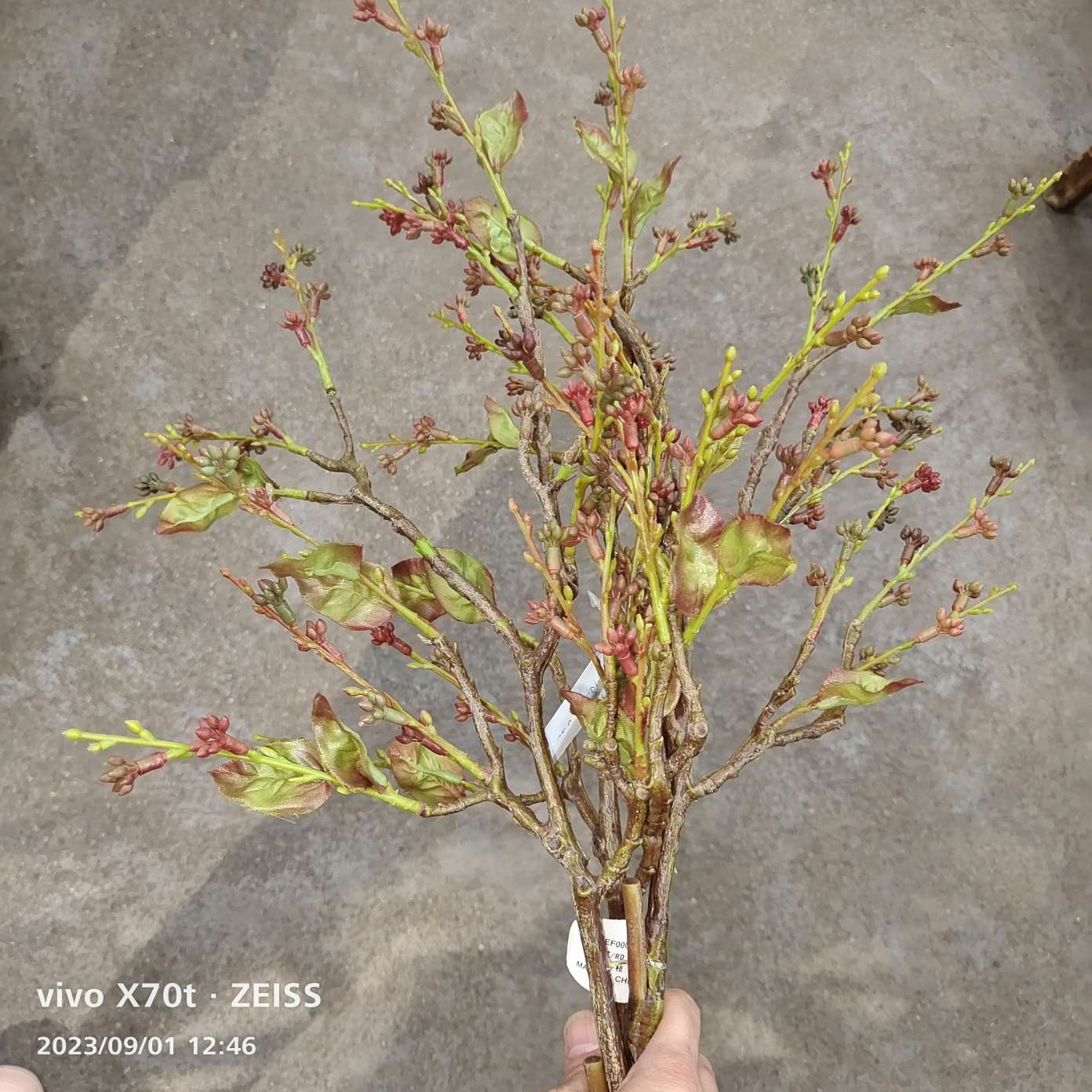 素芽枝，小簇暗红果实柔软手感，嫩芽纤叶，一如春天的生机，适合插花设计拉线条图