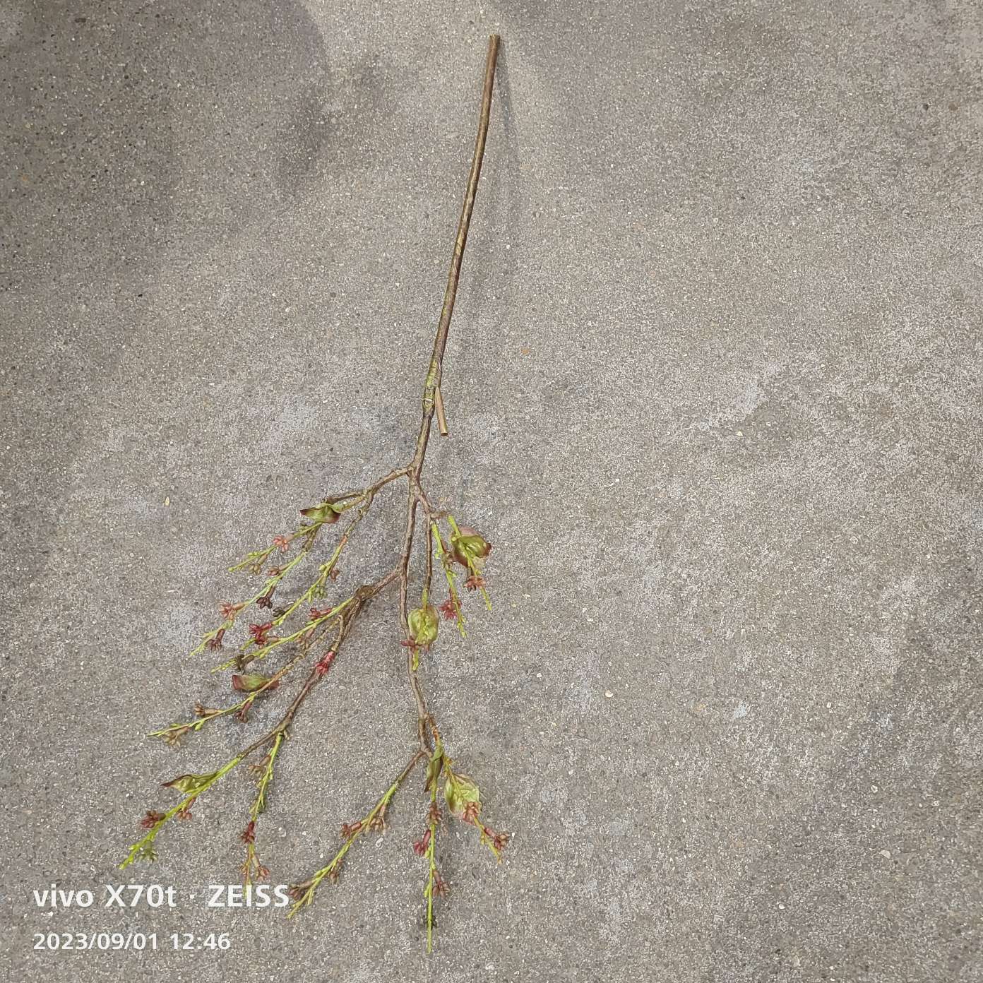 素芽枝，小簇暗红果实柔软手感，嫩芽纤叶，一如春天的生机，适合插花设计拉线条详情3