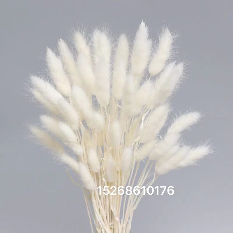 兔尾草干花永生花天然花束小芦苇蒲苇草蒲扇葵叶葵扇婚庆装饰花相框玻璃罩花配材