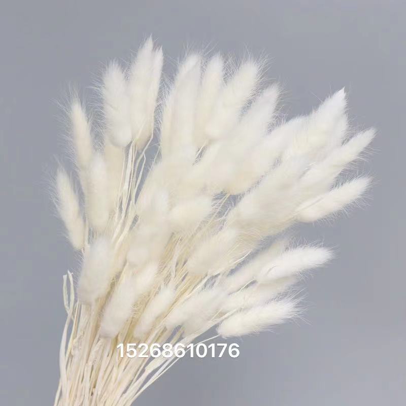 Rabbittail Dried flower Eternal Flower Natural bouquet Small reed Pamperia leaf sunflower fan wedding decoration flower Picture frame glass cover flower accessories details Picture