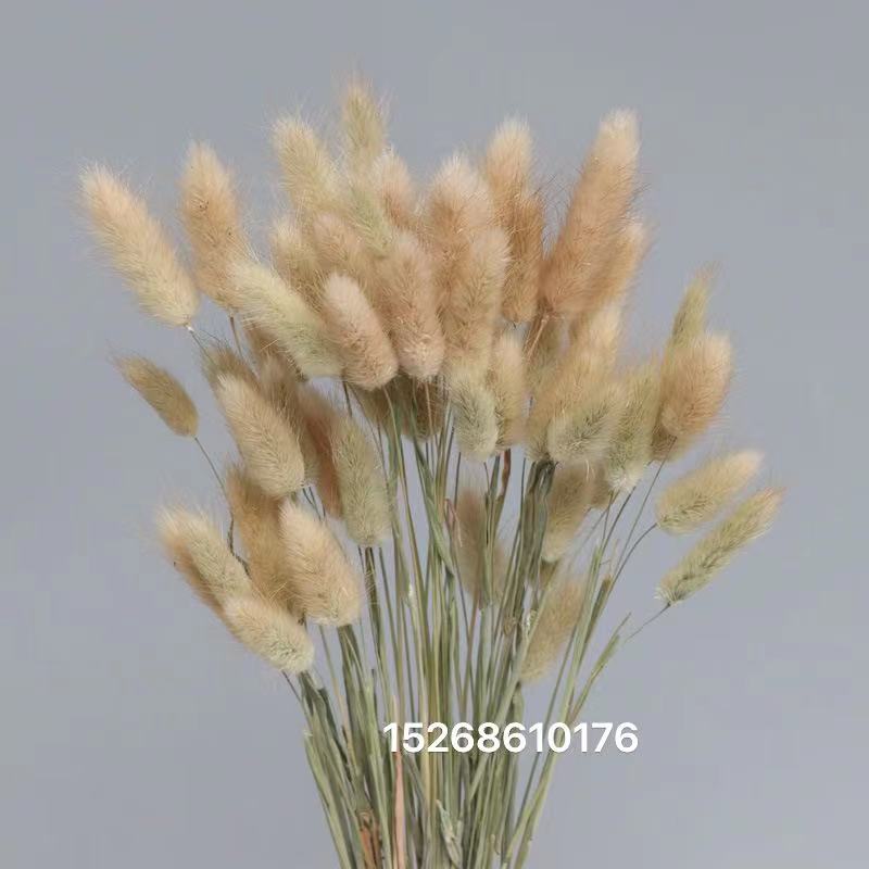 Rabbittail Dried flower Eternal Flower Natural bouquet Small reed Pamperia leaf sunflower fan wedding decoration flower Picture frame glass cover flower accessories Application Scenario