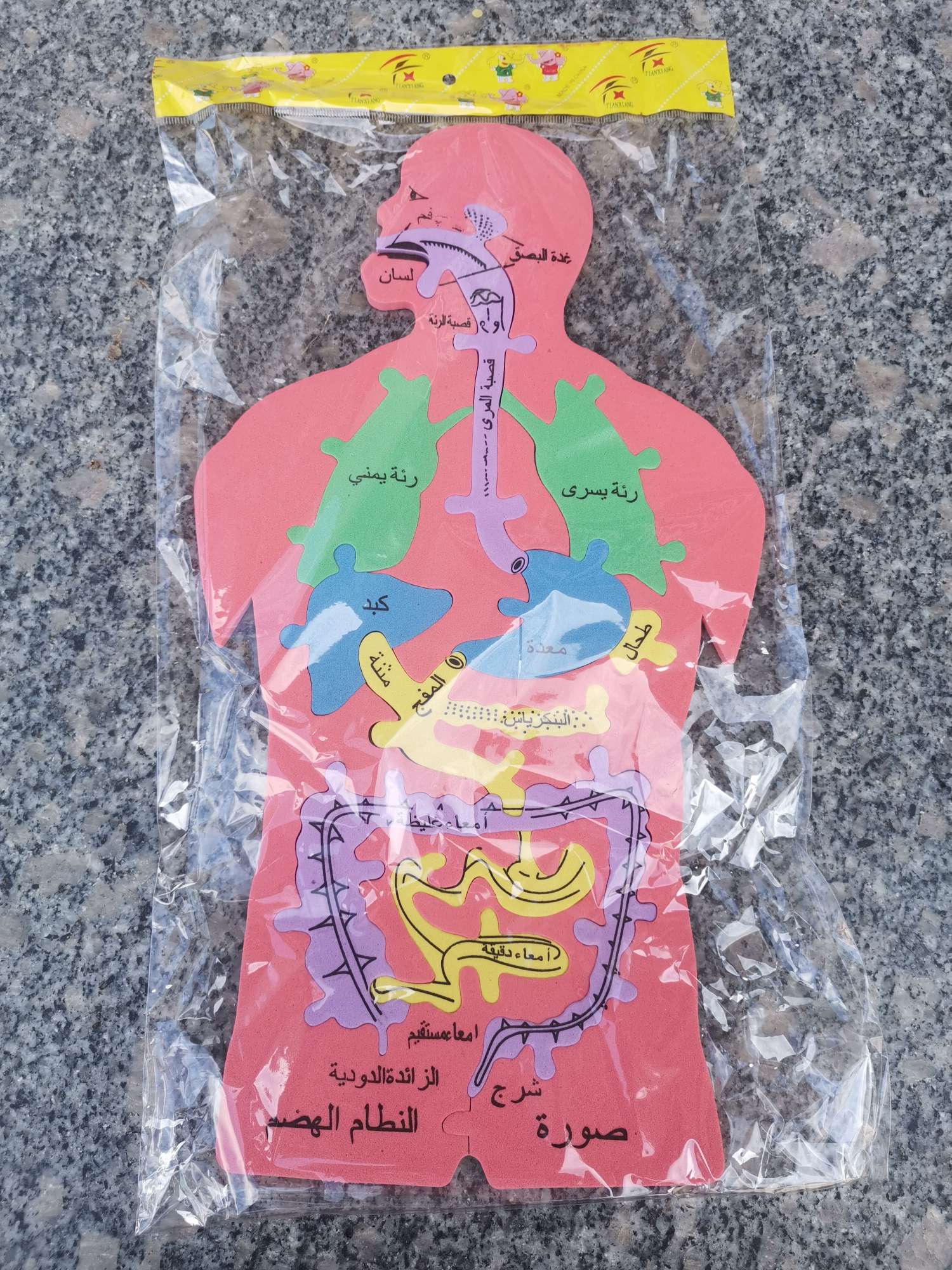 أعضاء (دي) البشرية هي عبارة عن أحجية detail image 3