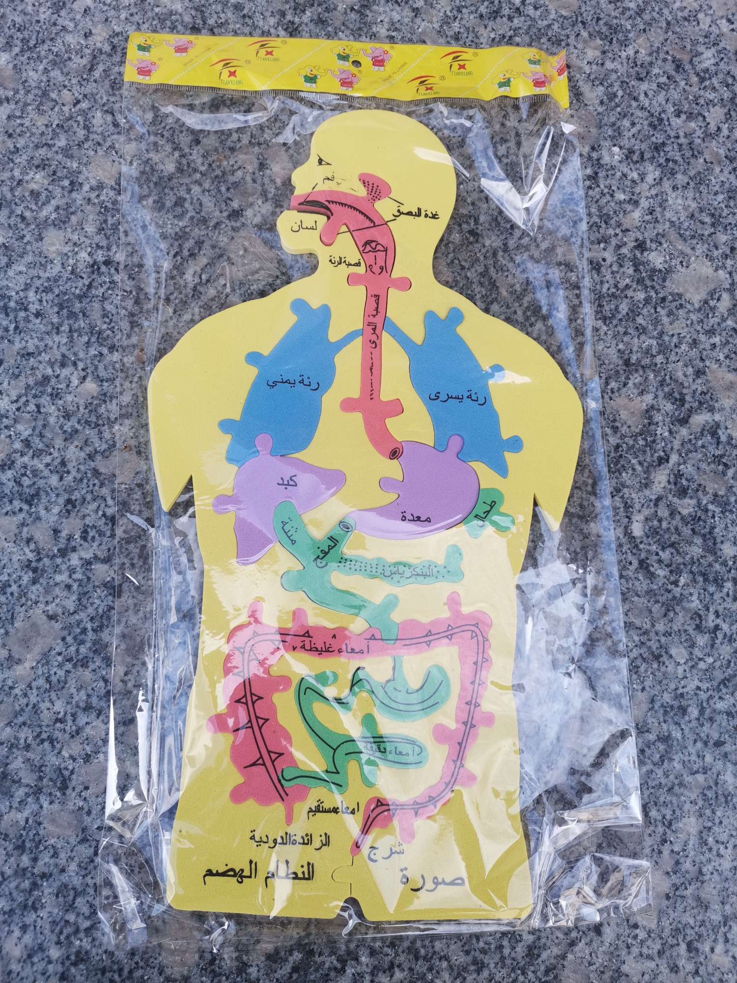 أعضاء (دي) البشرية هي عبارة عن أحجية detail image 2