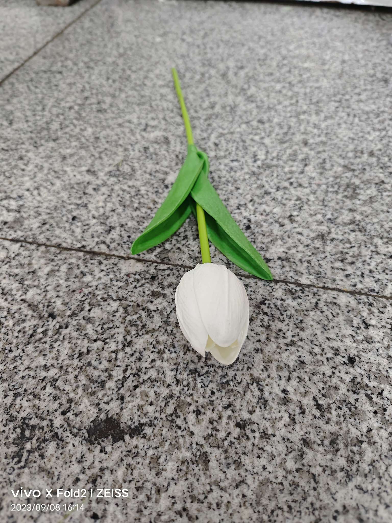 PU小郁金香