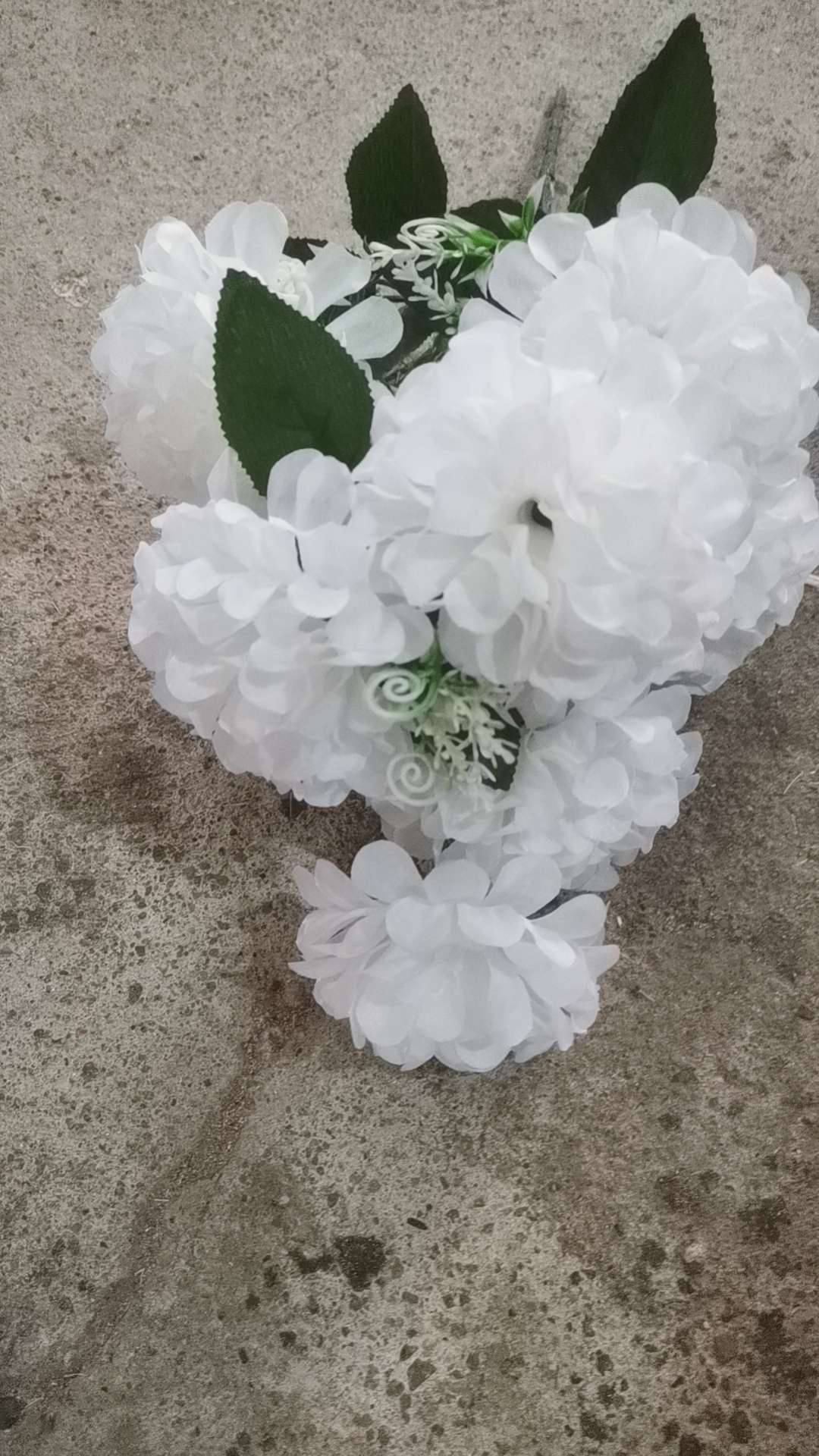 10头球菊，300支一件，一件6个颜色图