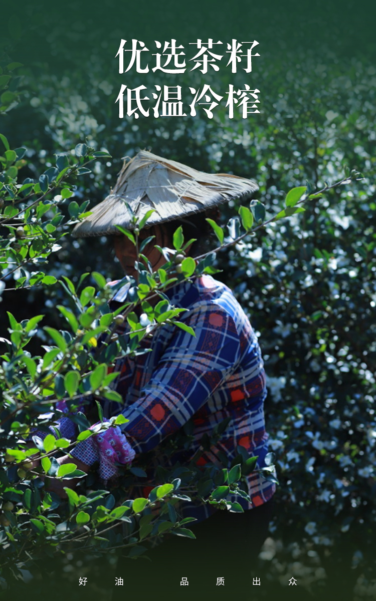  茶之语纯正山茶油食用油500ml茶籽油农家自榨野生茶树油详情3