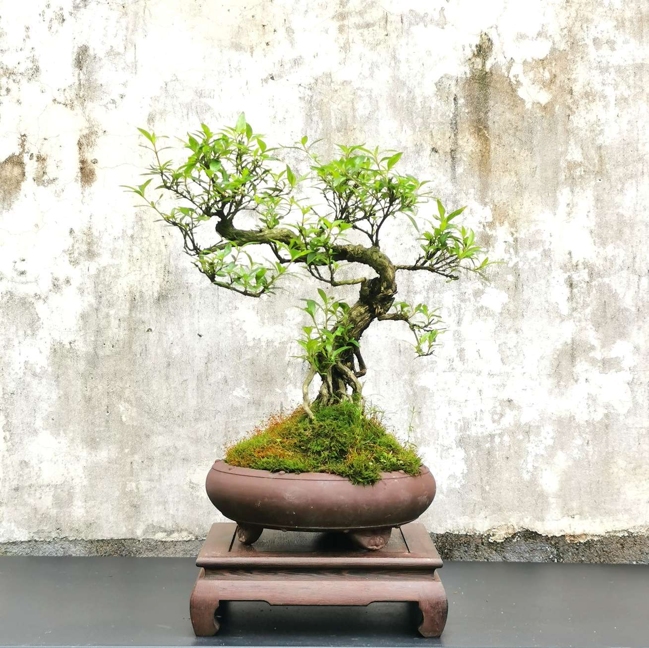 盆景/六月雪/老桩产品图