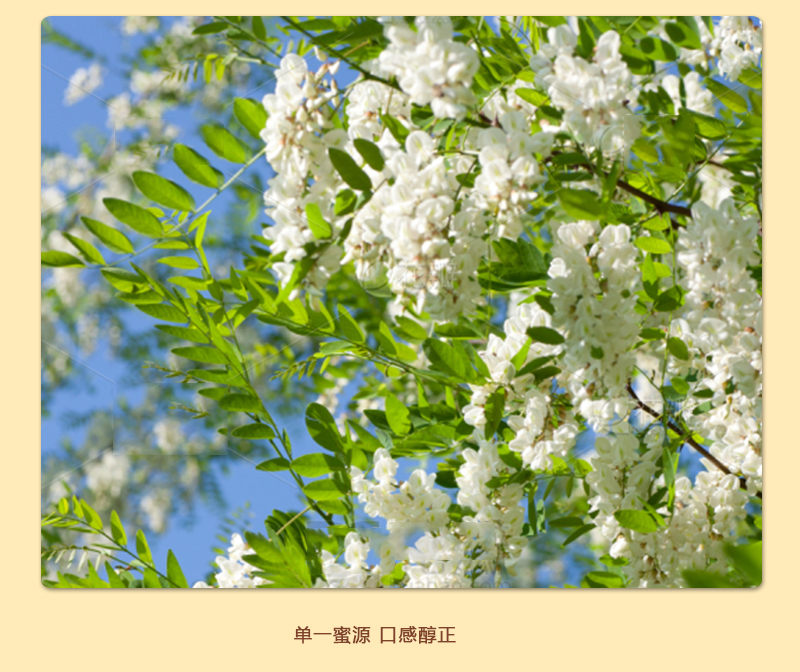 江山康缘500克洋槐蜂蜜详情4