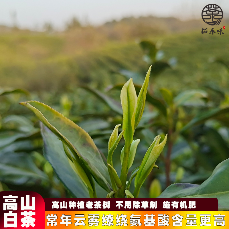 高山白茶 白叶一号氨基酸含量高罐装125g详情图4