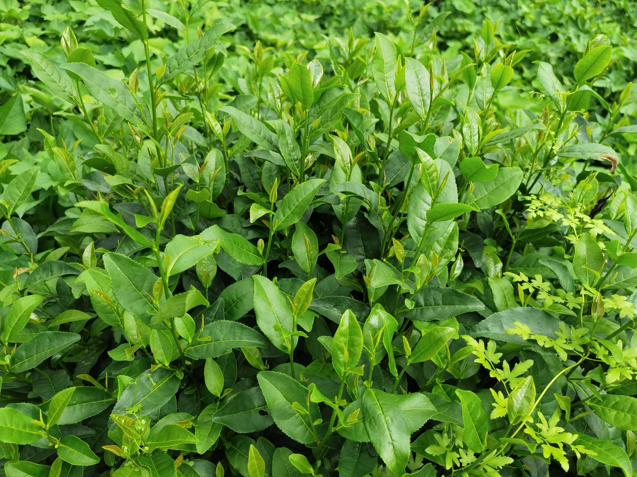 红茶/圣井/生态红茶白底实物图