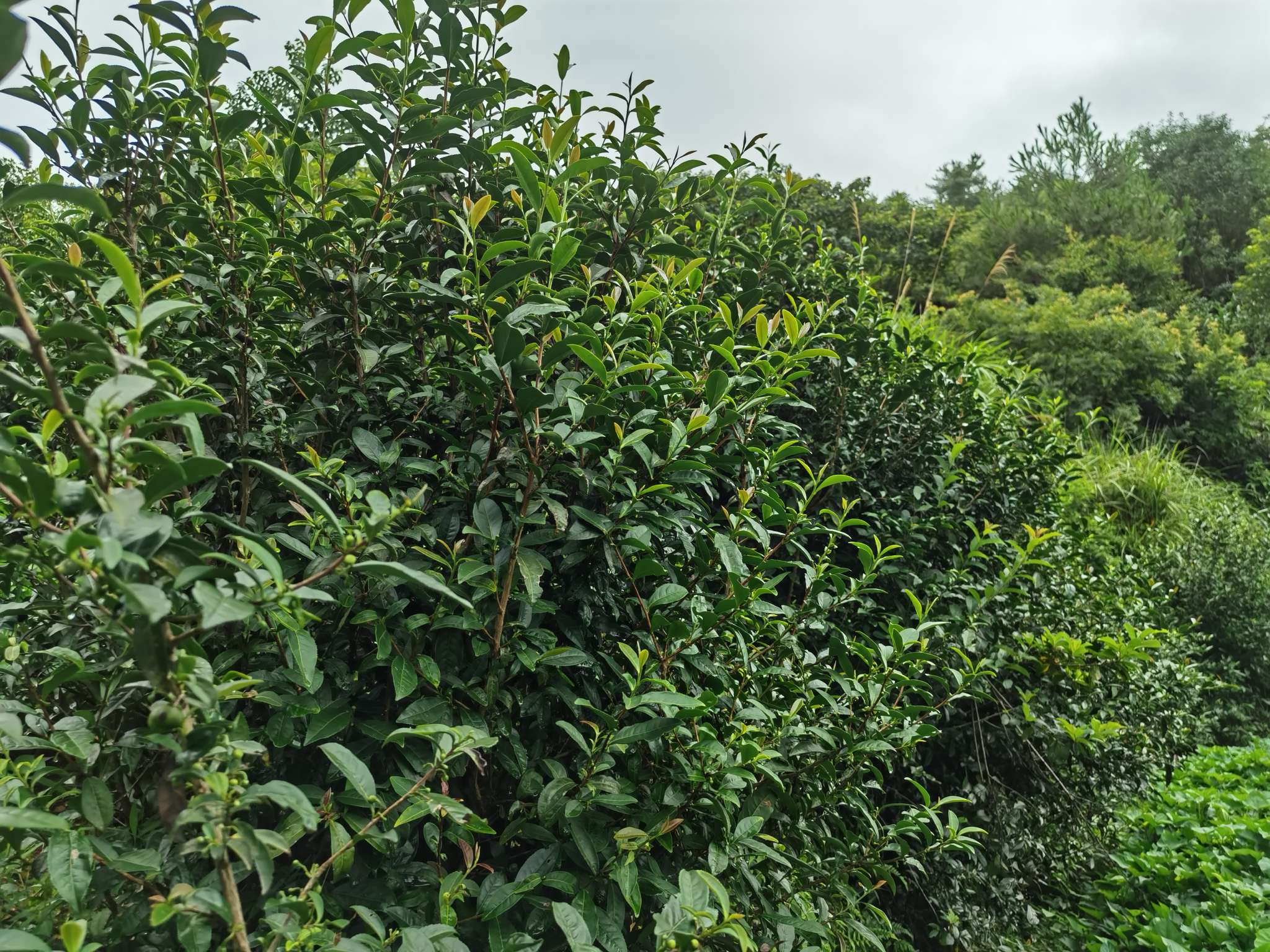 圣井红茶详情图4