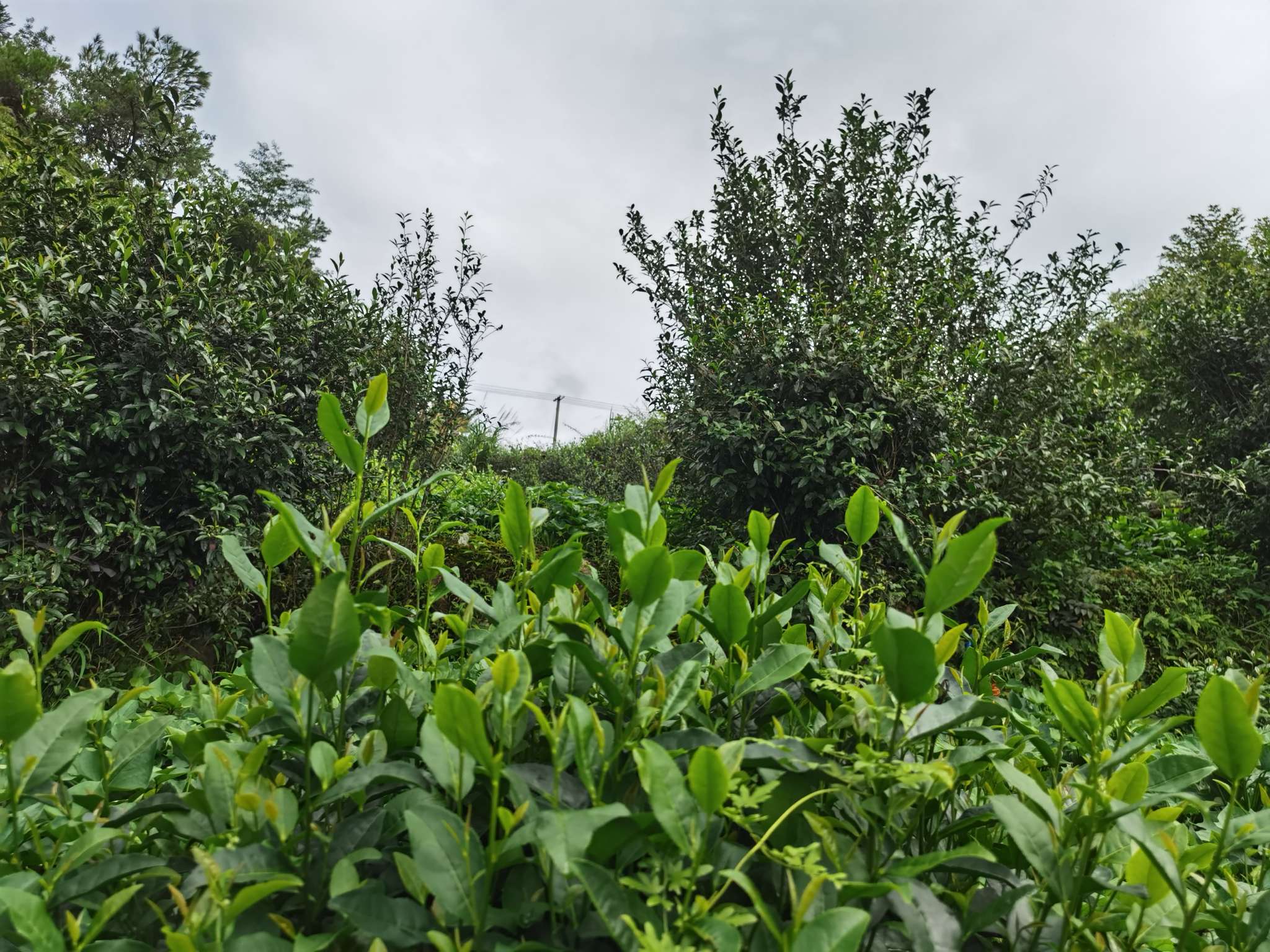 圣井红茶详情图3