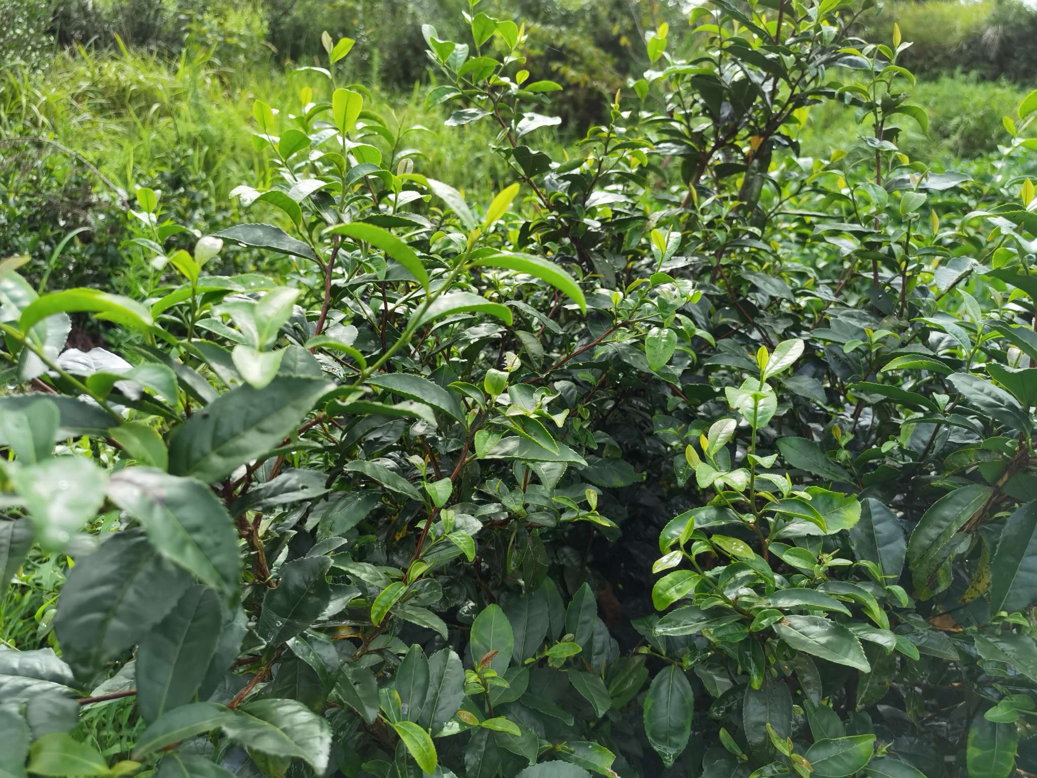 红茶/圣井/生态红茶细节图