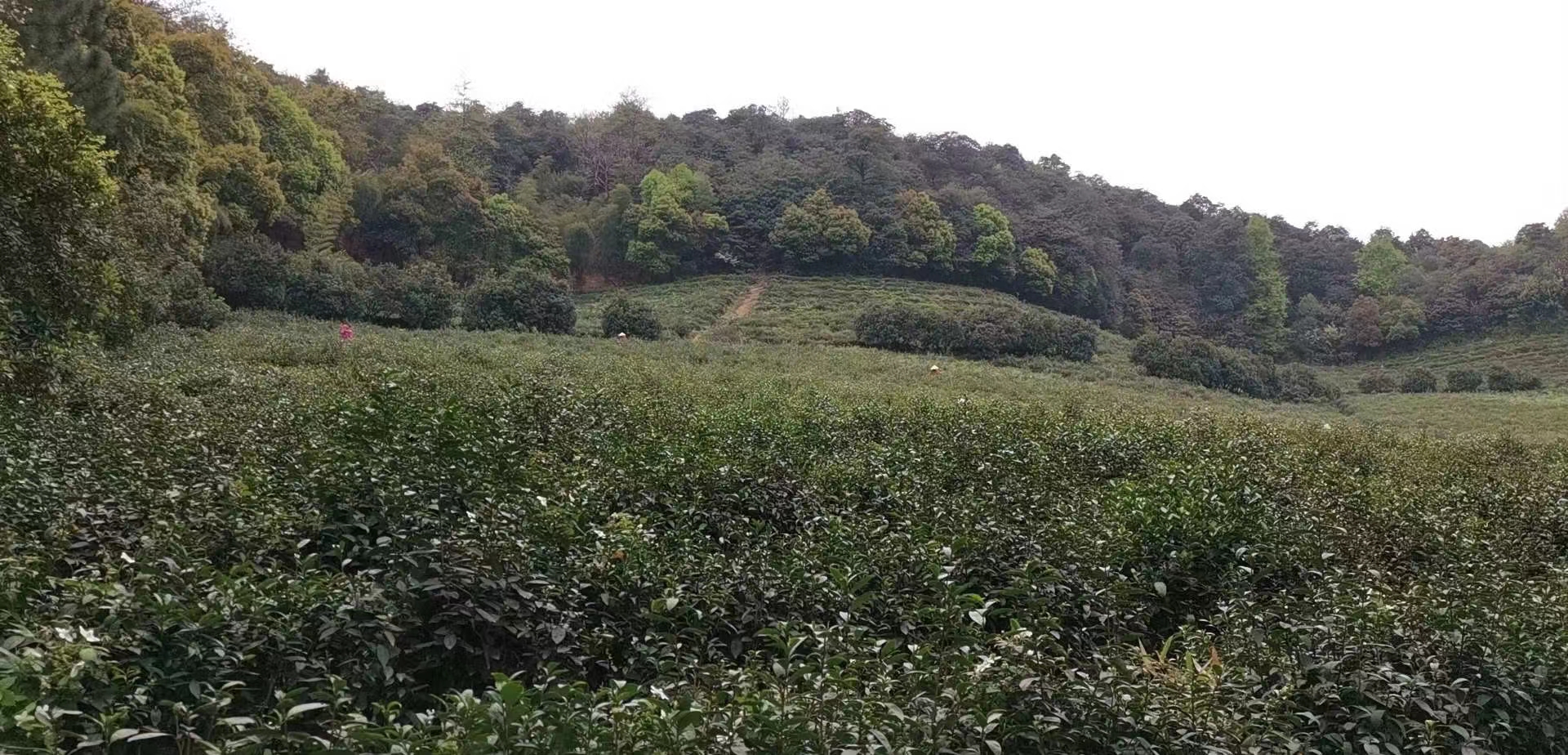 龙井茶/杭州特产/钱塘龙井茶/大岩山/大岩山绿峰茶/杭州金峰茶叶产品图