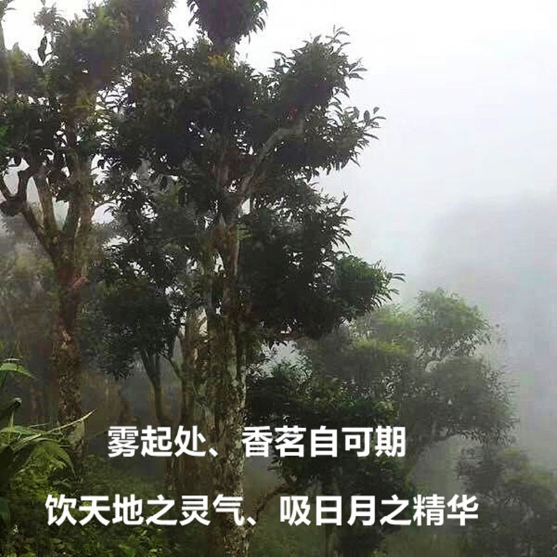 A 500-year-old tree in Sayaburi, Laos, weighs 400g Item Picture