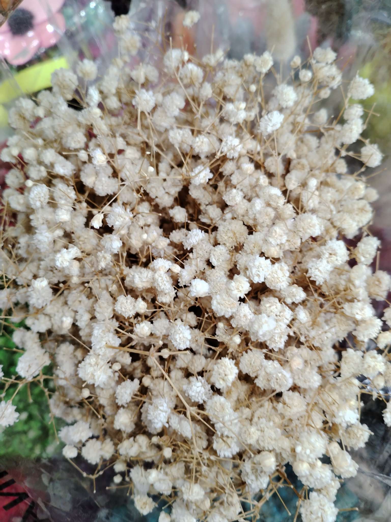 限时抢购！白色满天星，清新优雅，装点你的浪漫生活，不买你会后悔！