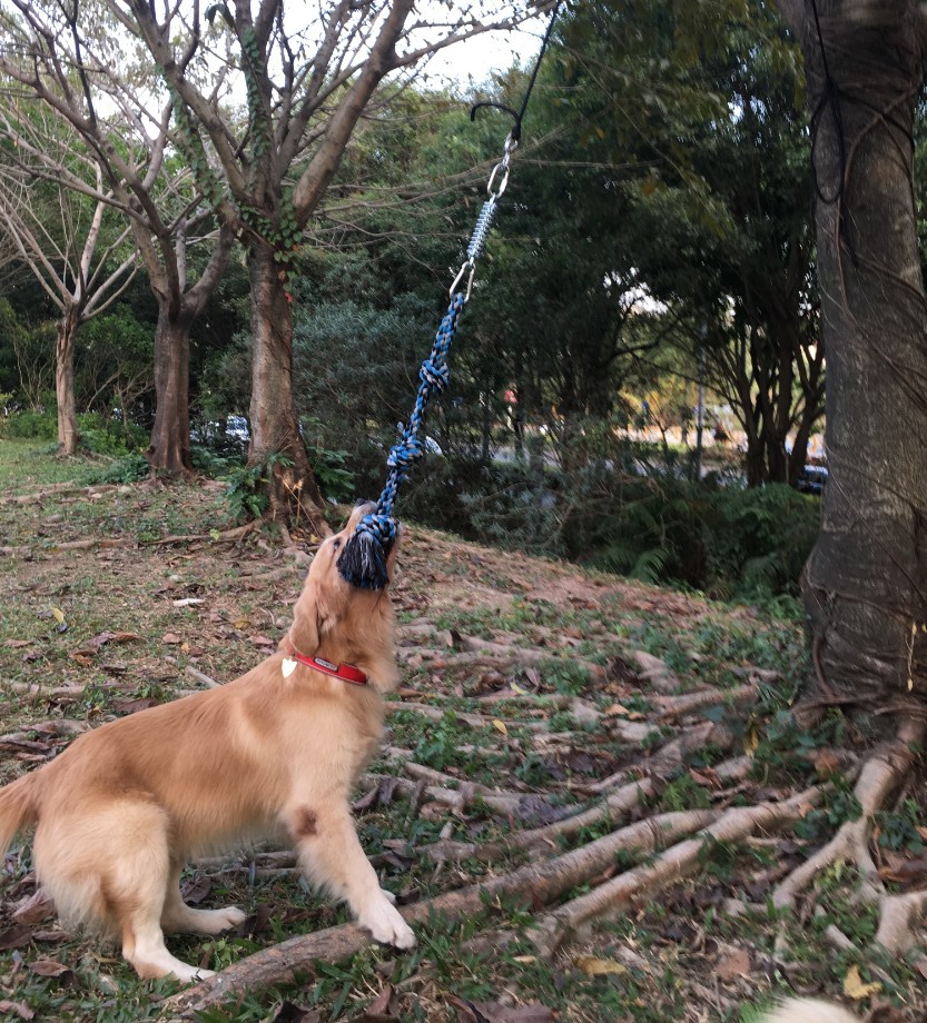 Spring Suspension Rope Dog Toy Stainless Steel Spring Cotton Rope Toy Spring Pole Bungee Jumping Dog Rope Toy Application Scenario
