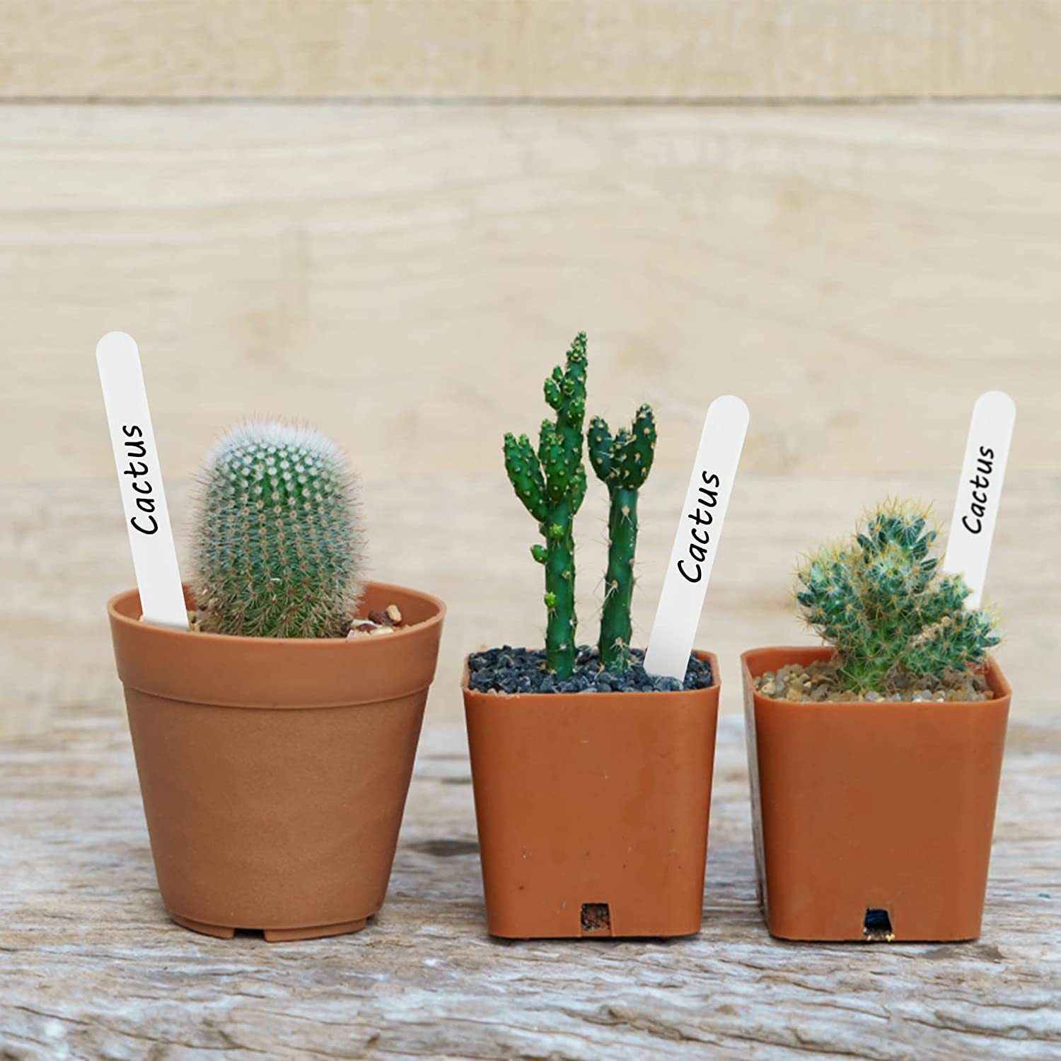 园林插牌/植物标签/园林标签细节图