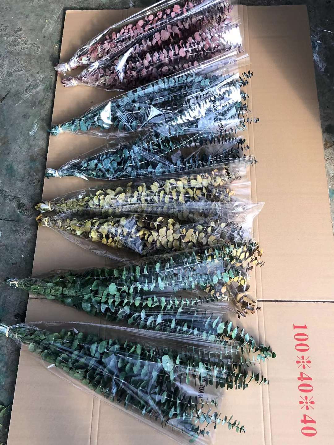 尤加利永生花干花