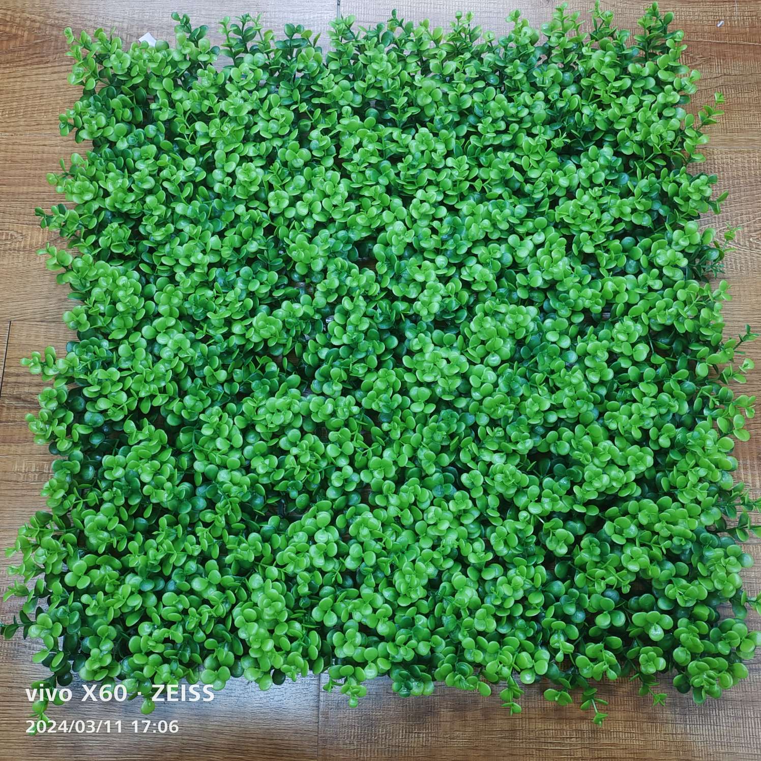 50*50满屏圆瓜子草， 高密度仿真草坪绿色室内外装饰草皮