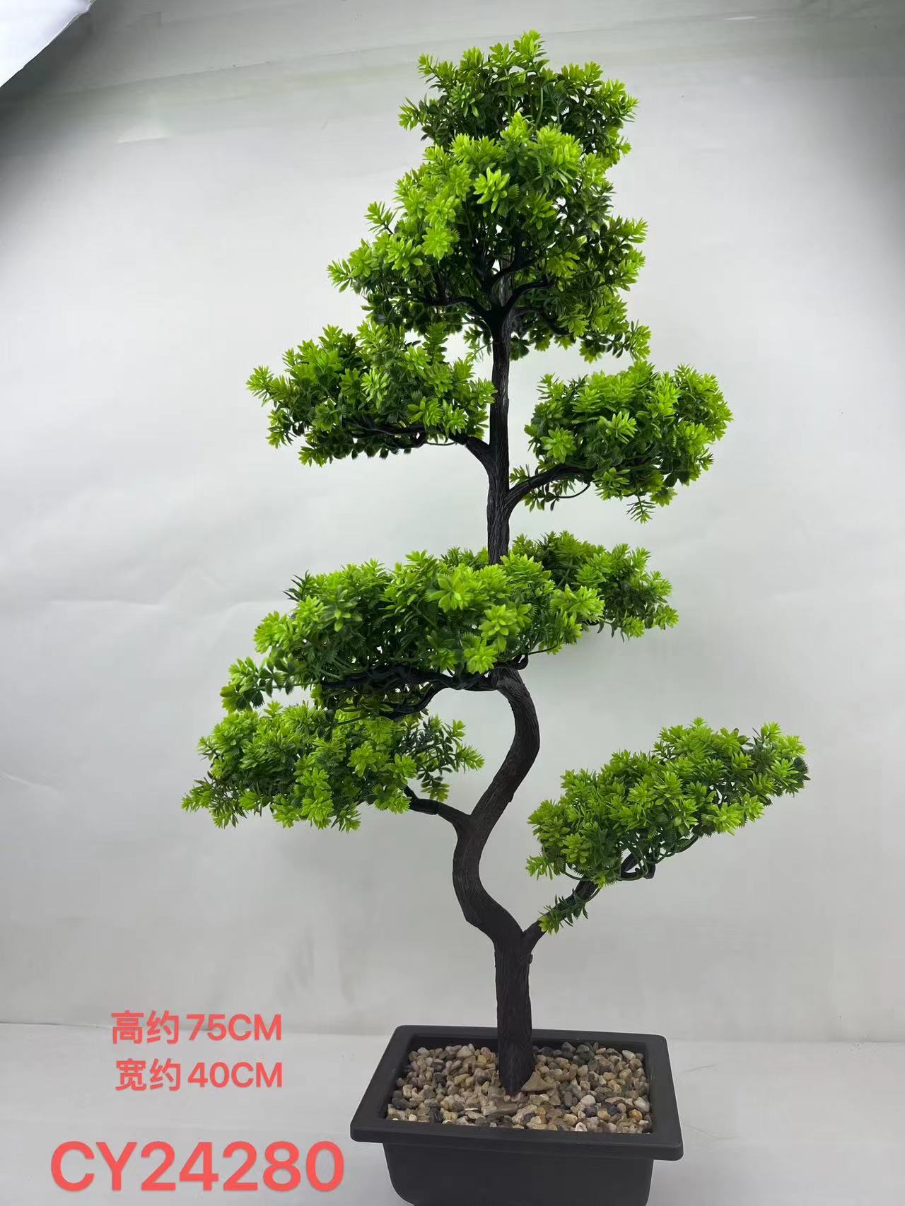 Pine bonsai Application Scenario