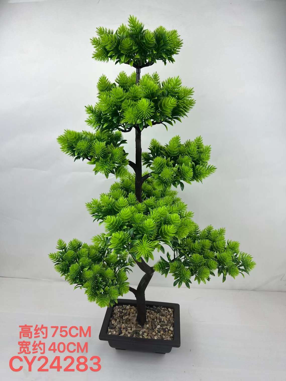 Pine bonsai Specification image