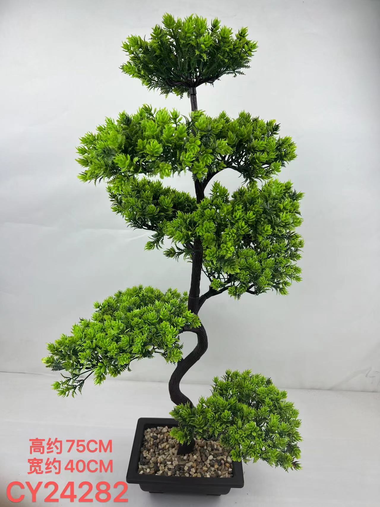 Pine bonsai details Picture
