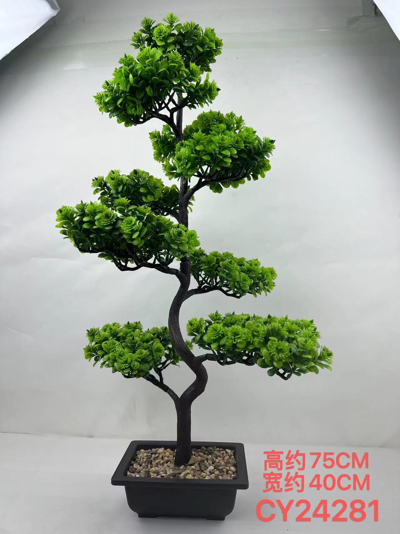 Pine bonsai