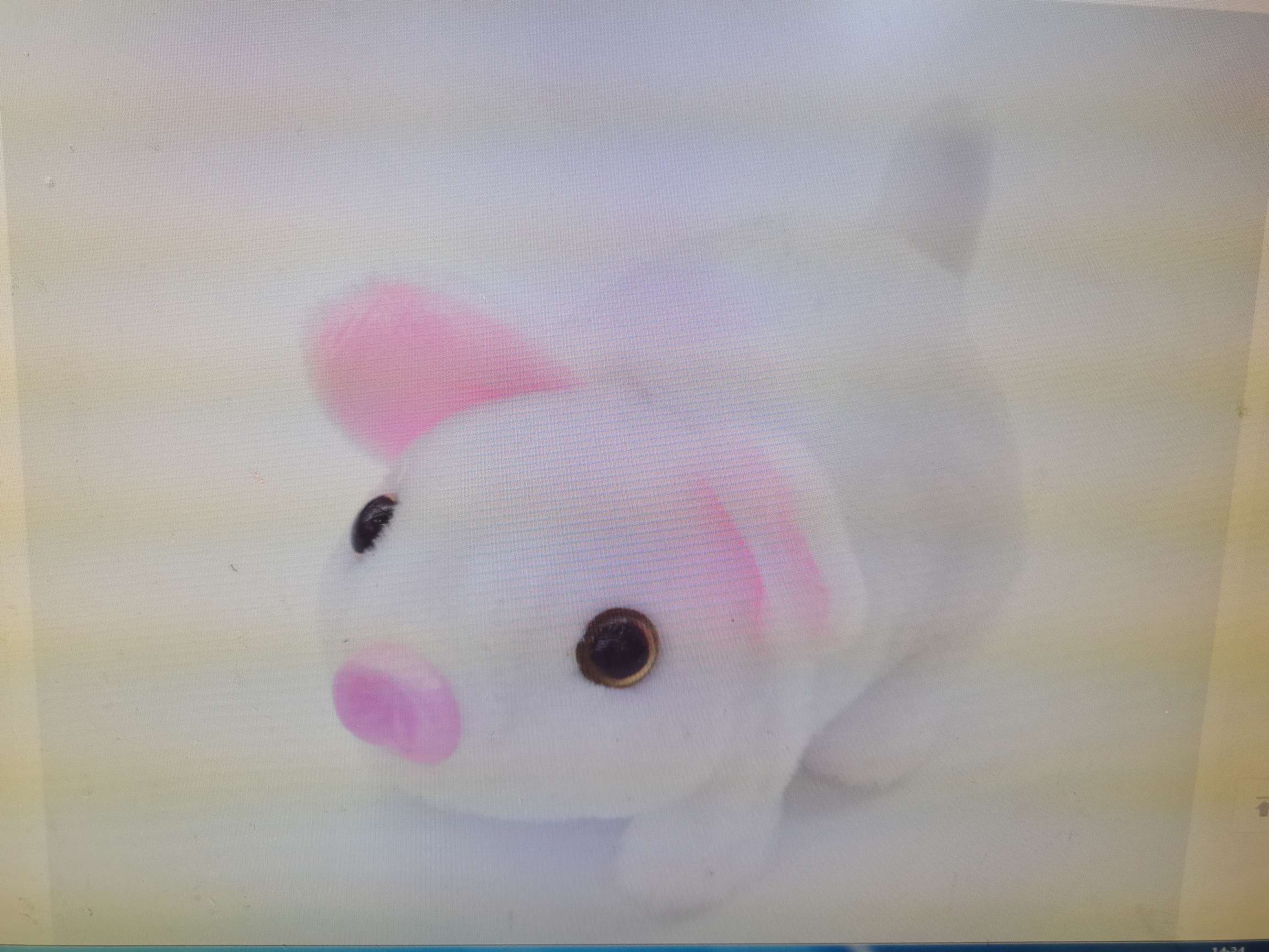 电动毛绒玩具儿童玩具电动猪会走路摇尾巴带猪叫声地摊热卖厂家直销详情图2