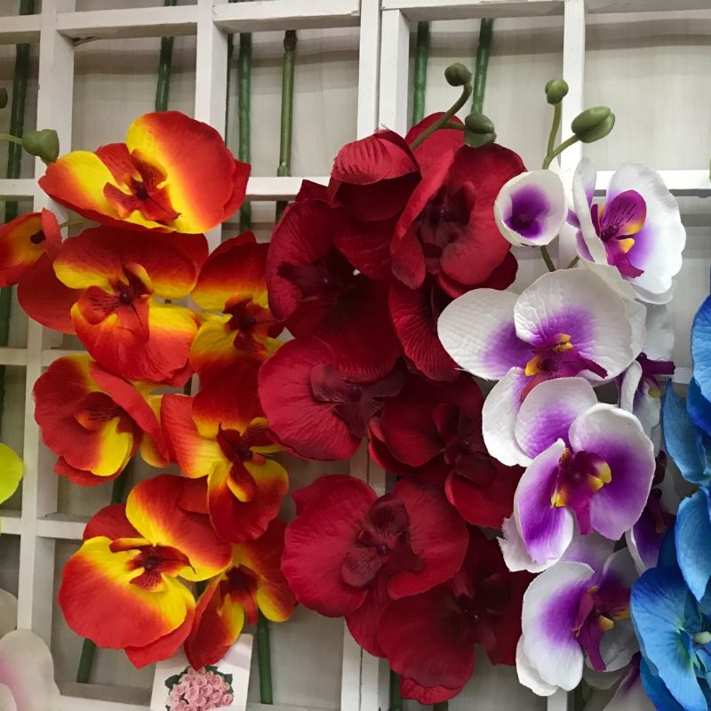 鑫强发丝花商行7头海马薰衣草厂家直销11111