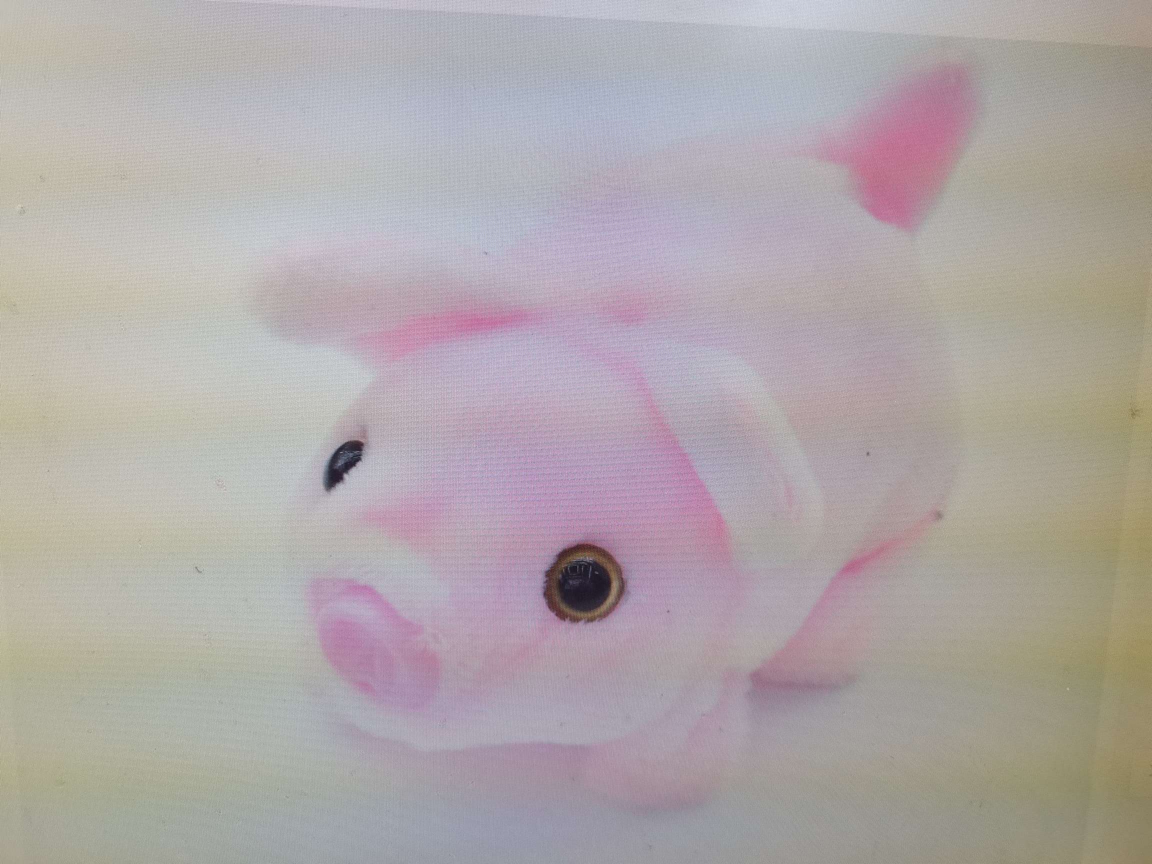 电动毛绒玩具儿童玩具电动猪会走路摇尾巴带猪叫声地摊热卖厂家直销详情图4