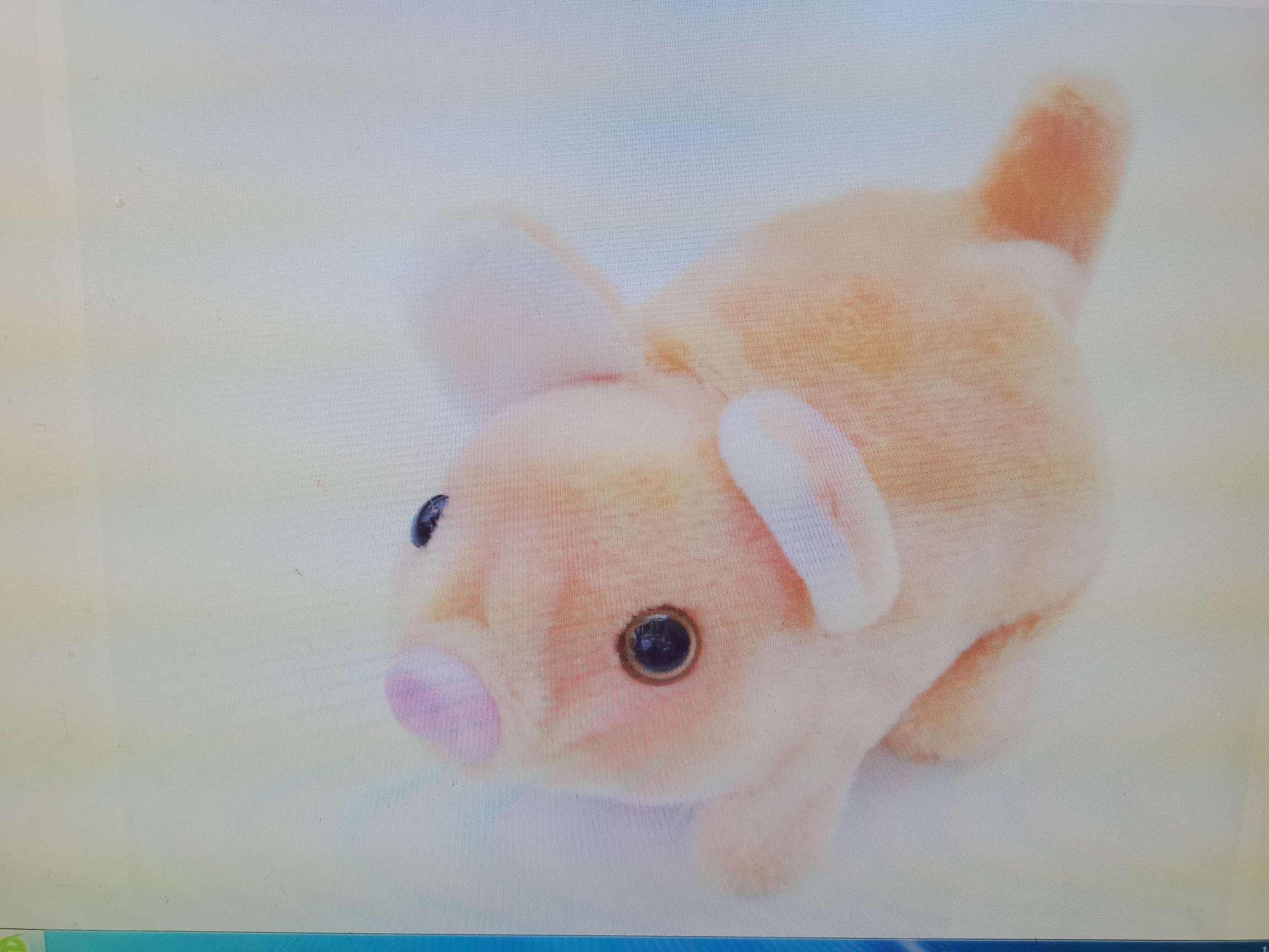 电动毛绒玩具儿童玩具电动猪会走路摇尾巴带猪叫声地摊热卖厂家直销详情图3