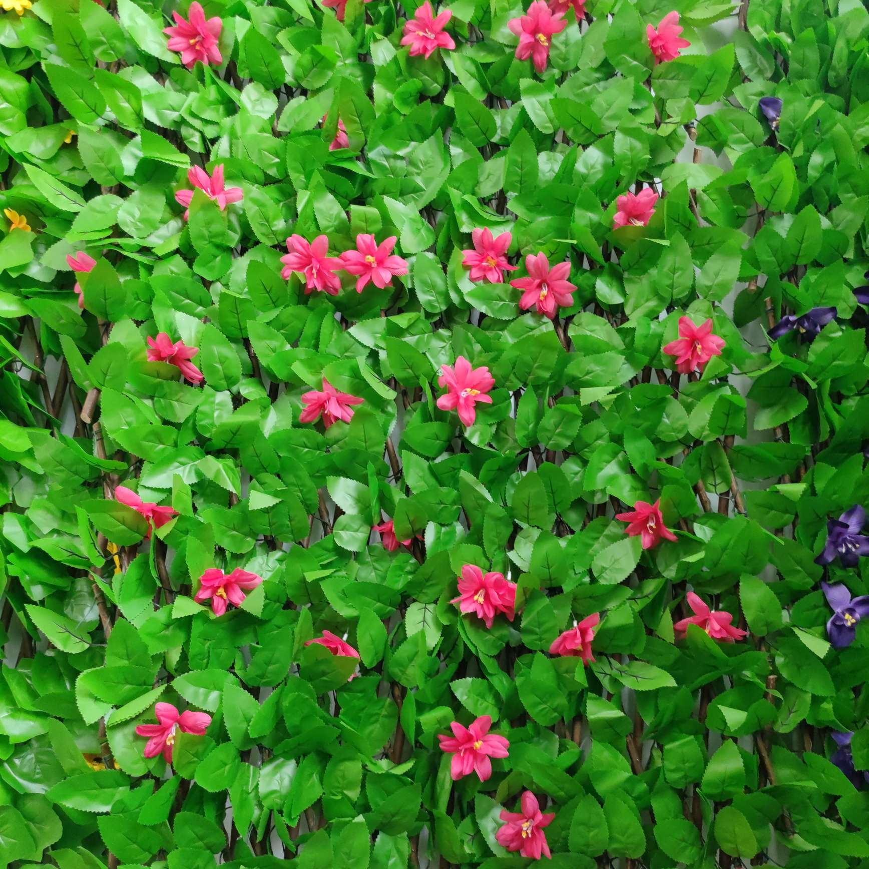 The iron crabapple seedlings, tray seedlings, potted flowers and Euphorbia milii bloom all year round. Office green plants purify the air detail image 6