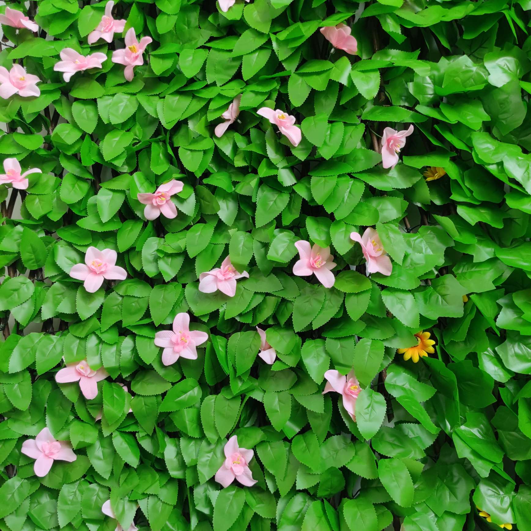 The iron crabapple seedlings, tray seedlings, potted flowers and Euphorbia milii bloom all year round. Office green plants purify the air Specification image