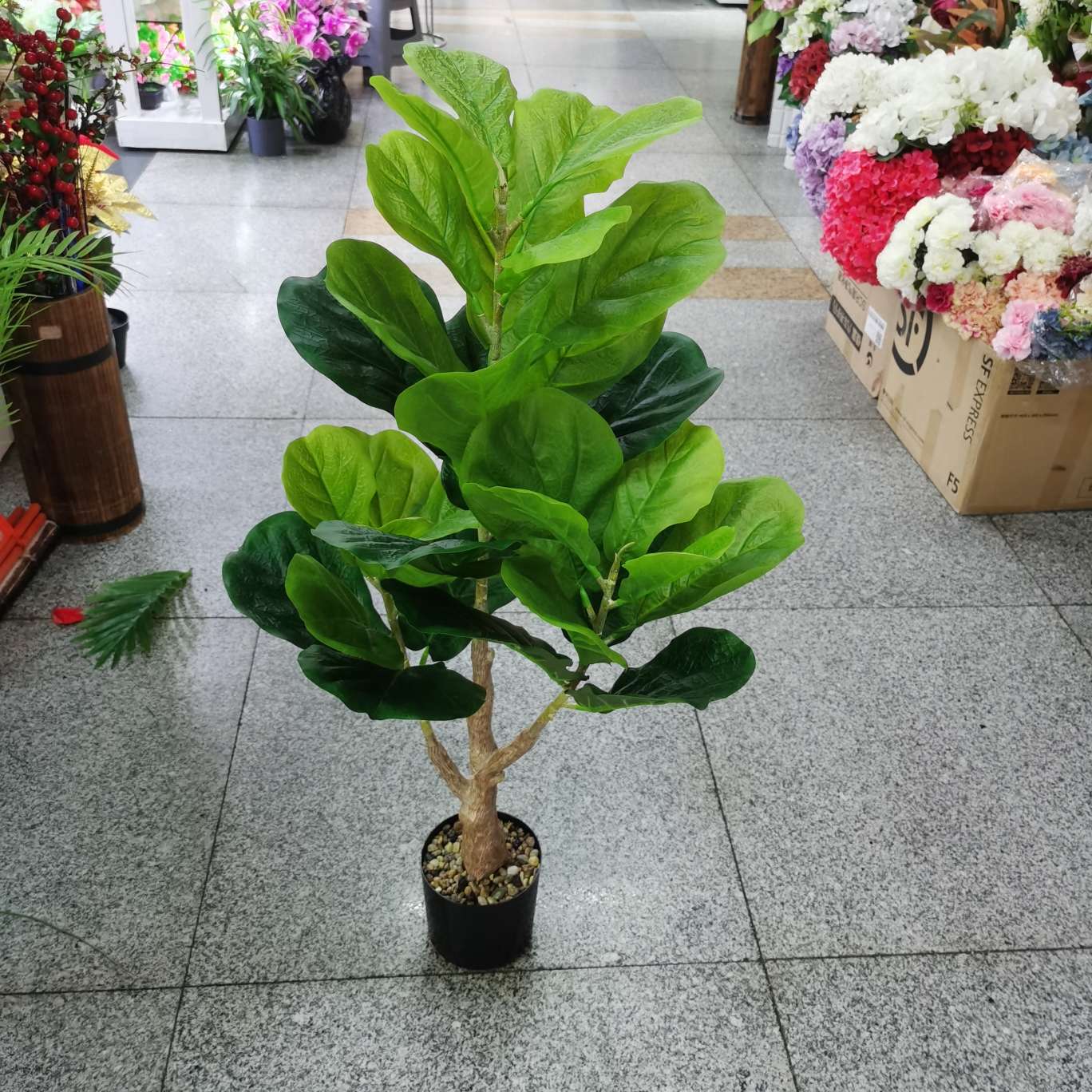 3叉短粗琴叶榕
