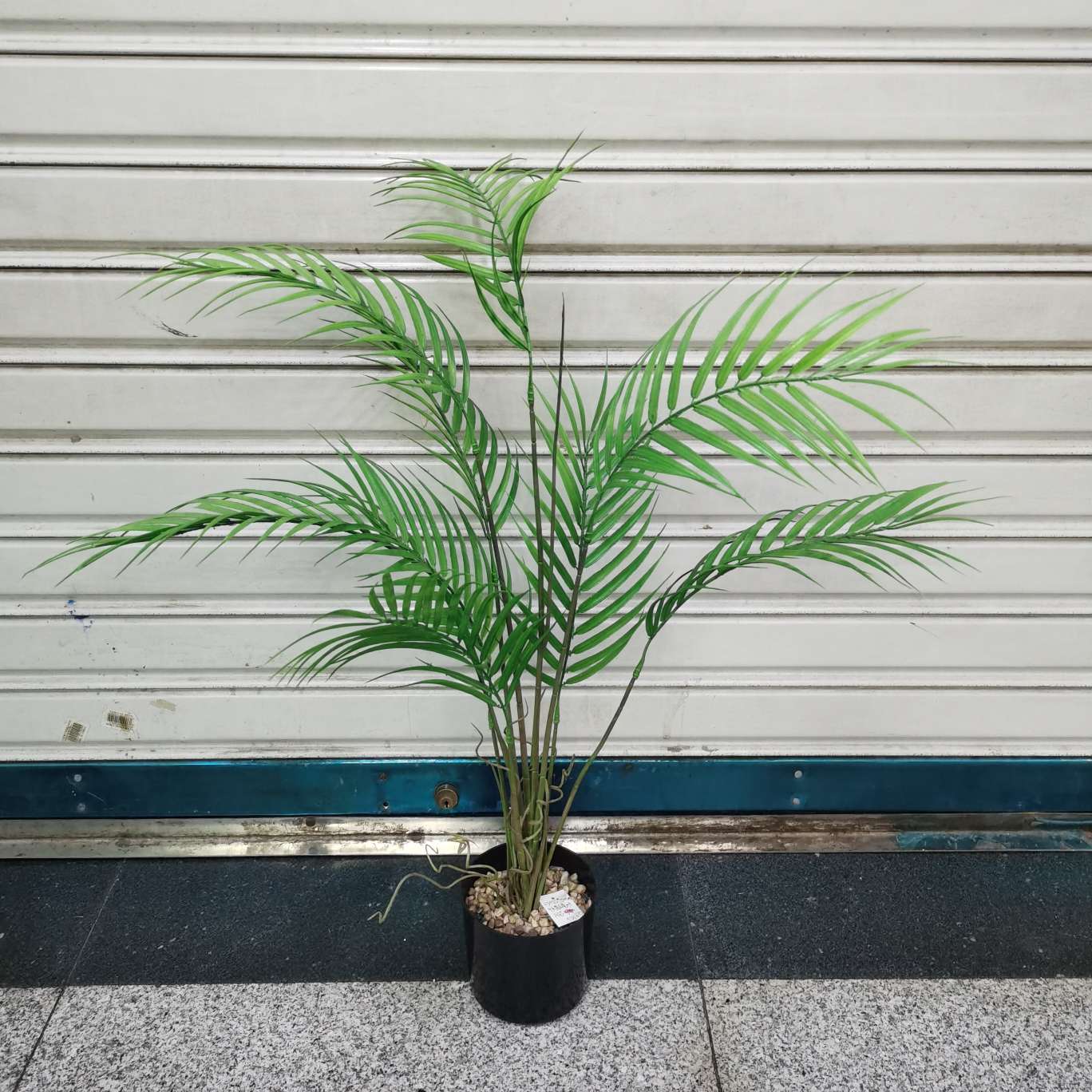 9头散尾叶