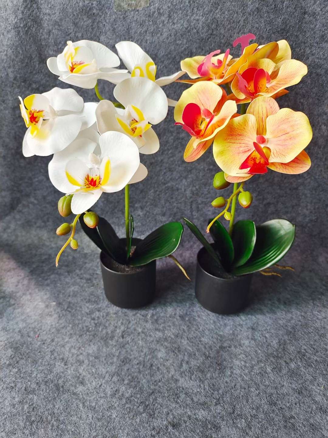 Xiangfei Mountain Camellia Pot With Bud Five-Color Chidan Flower Plant Indoor Good Cultivation Camellia Saplings Bloom All Seasons details Picture