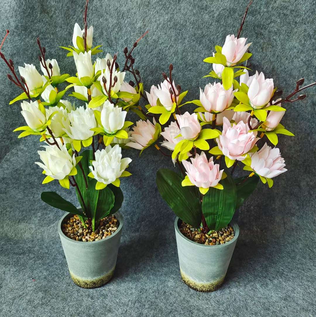 Xiangfei Mountain Camellia Pot With Bud Five-Color Chidan Flower Plant Indoor Good Cultivation Camellia Saplings Bloom All Seasons undefined