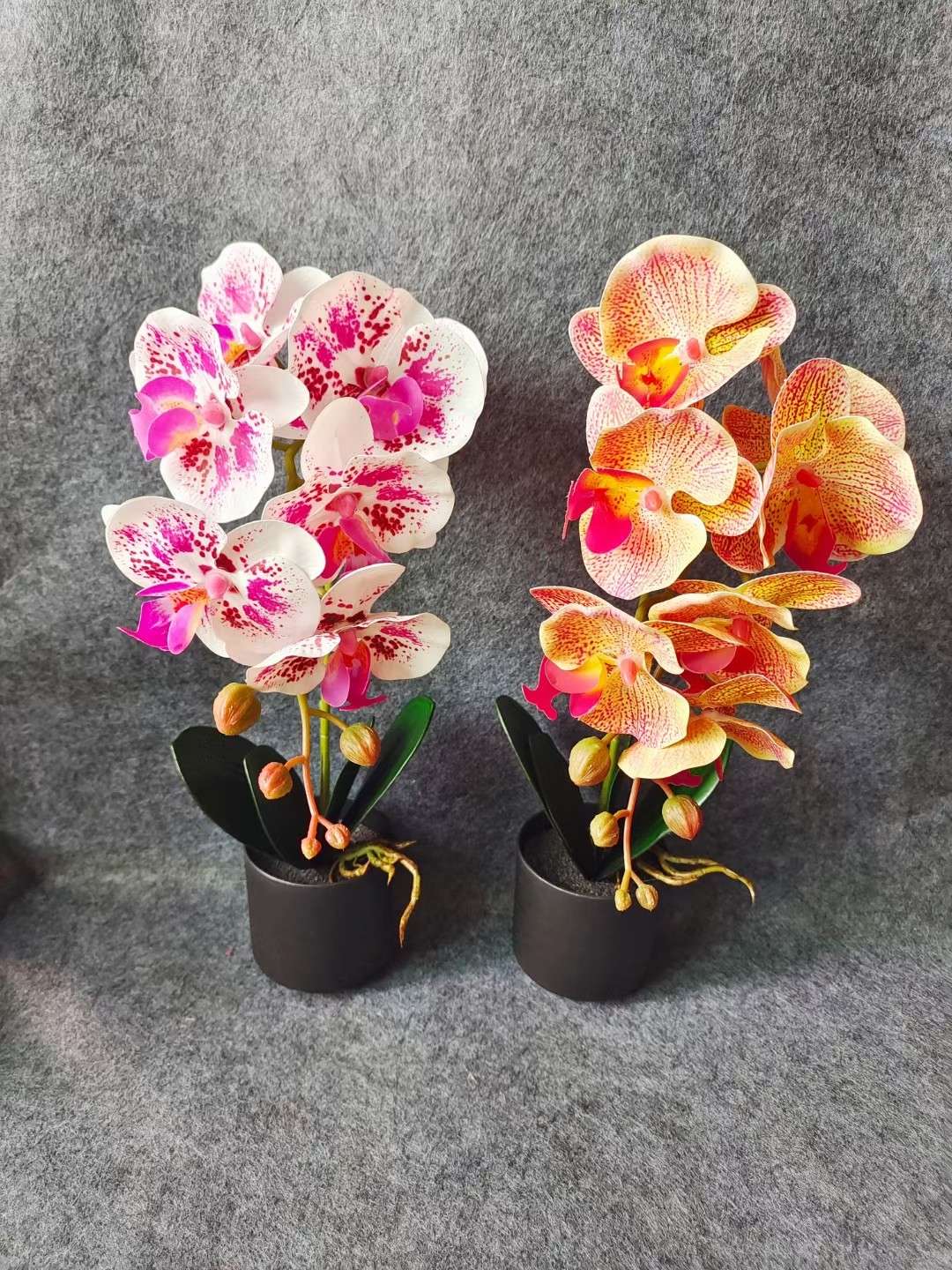 Xiangfei Mountain Camellia Pot With Bud Five-Color Chidan Flower Plant Indoor Good Cultivation Camellia Saplings Bloom All Seasons Specification drawing