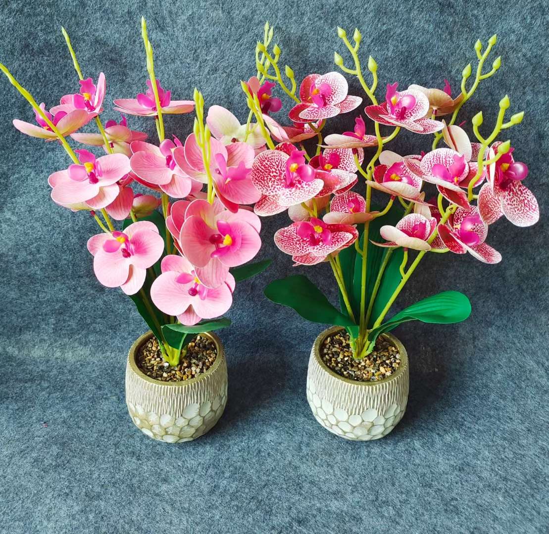 Xiangfei Mountain Camellia Pot With Bud Five-Color Chidan Flower Plant Indoor Good Cultivation Camellia Saplings Bloom All Seasons undefined