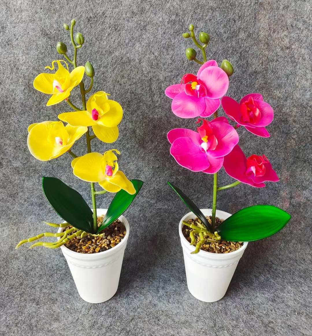 Xiangfei Mountain Camellia Pot With Bud Five-Color Chidan Flower Plant Indoor Good Cultivation Camellia Saplings Bloom All Seasons Application Scenario