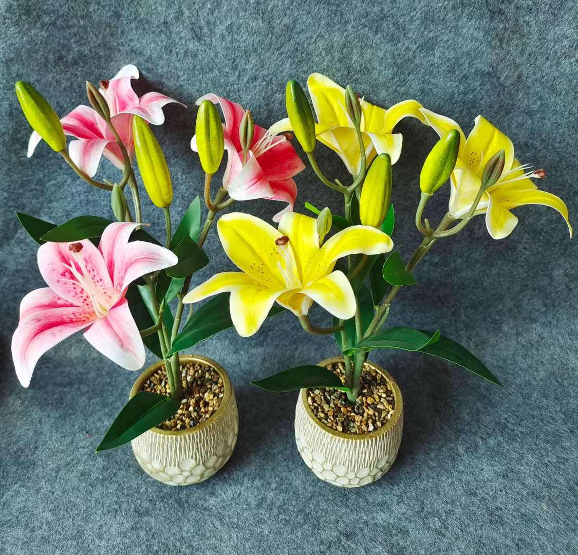 Xiangfei Mountain Camellia Pot With Bud Five-Color Chidan Flower Plant Indoor Good Cultivation Camellia Saplings Bloom All Seasons undefined