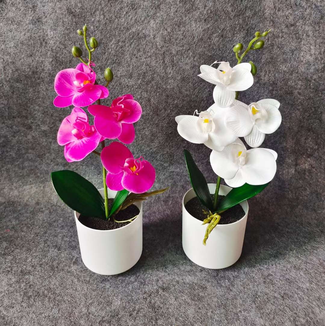 Xiangfei Mountain Camellia Pot With Bud Five-Color Chidan Flower Plant Indoor Good Cultivation Camellia Saplings Bloom All Seasons undefined