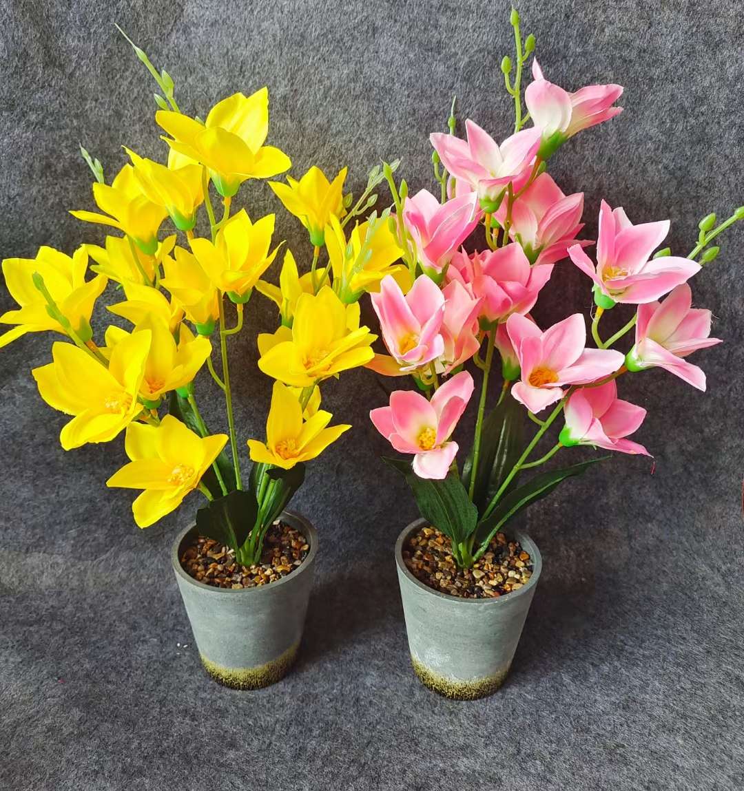 Xiangfei Mountain Camellia Pot With Bud Five-Color Chidan Flower Plant Indoor Good Cultivation Camellia Saplings Bloom All Seasons undefined