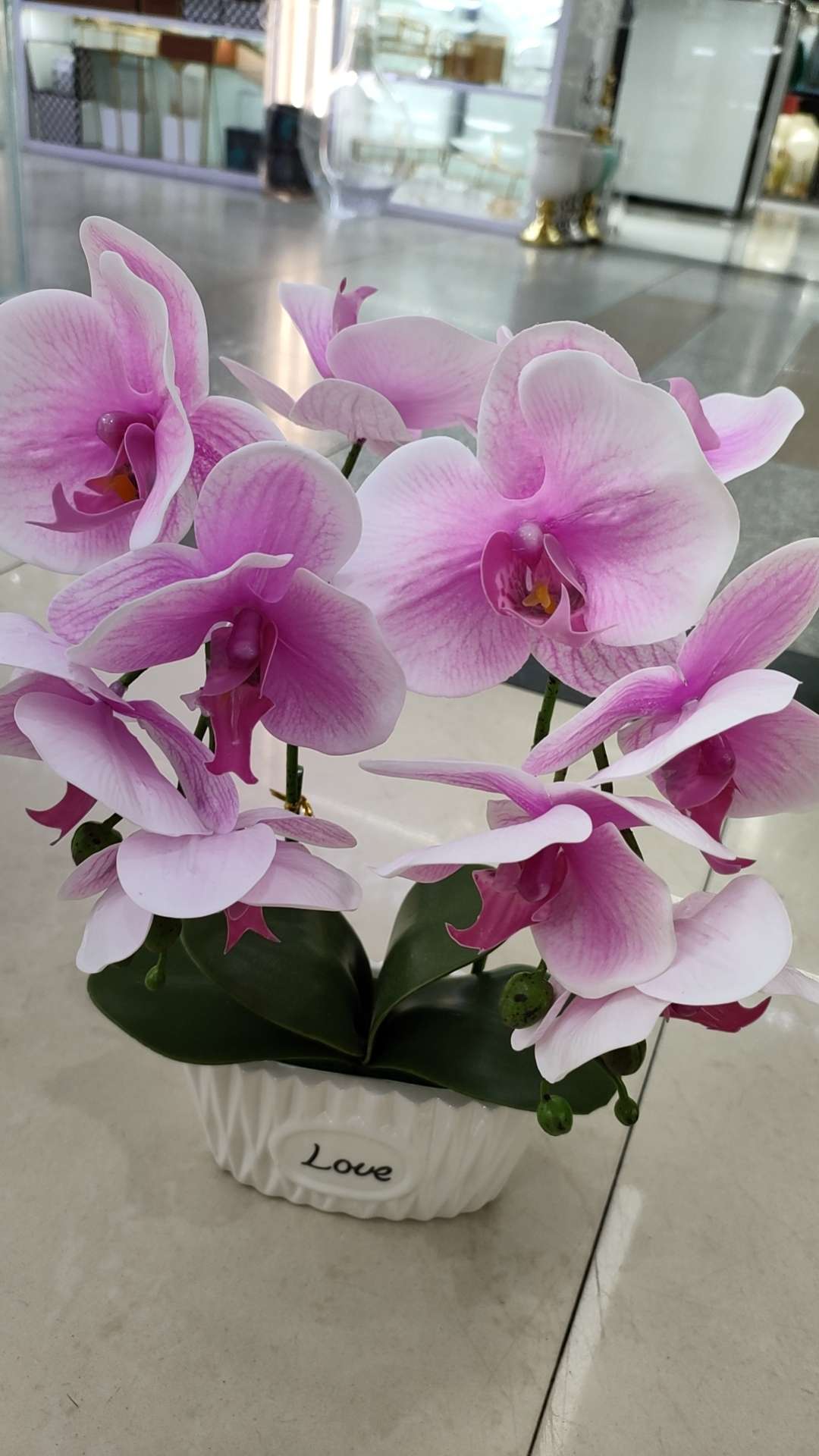 Two Phalaenopsis bonsai
